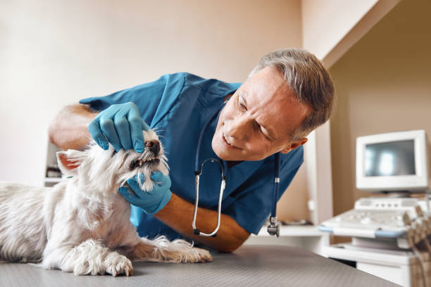 Best Emergency Dental Services for Seniors in Lovington, IL